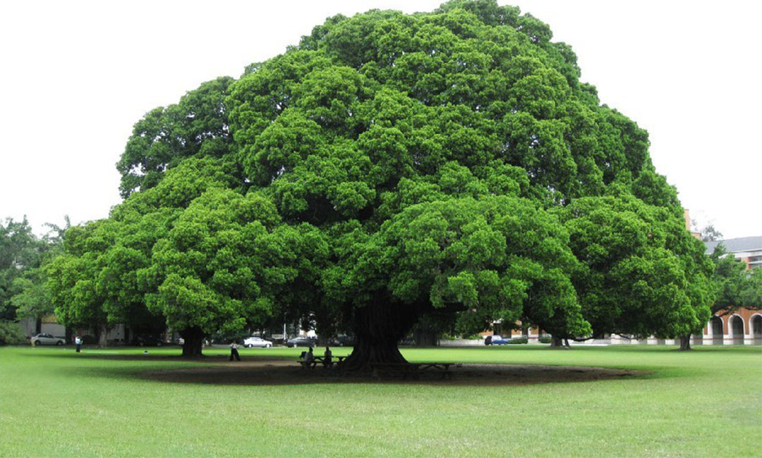 山南金榕树服务号代运营案例